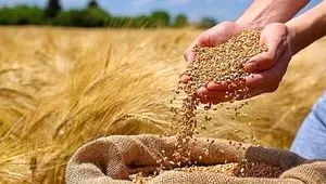 خبر فوری برای کشاورزان؛ گندم گران‌تر از جو خریداری می‌شود