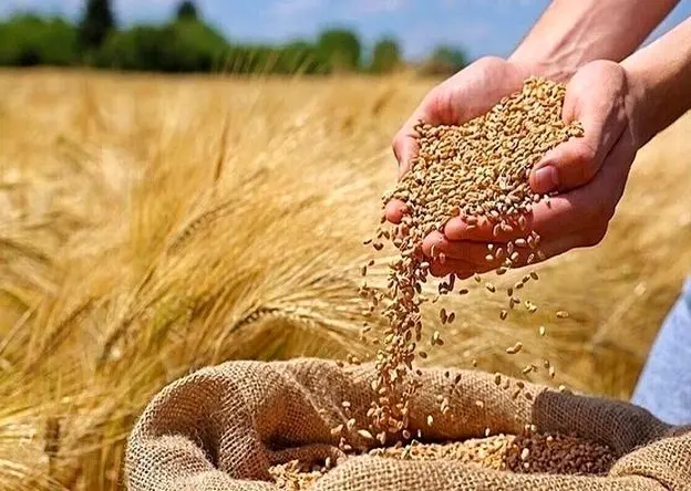 خبر فوری برای کشاورزان؛ گندم گران‌تر از جو خریداری می‌شود