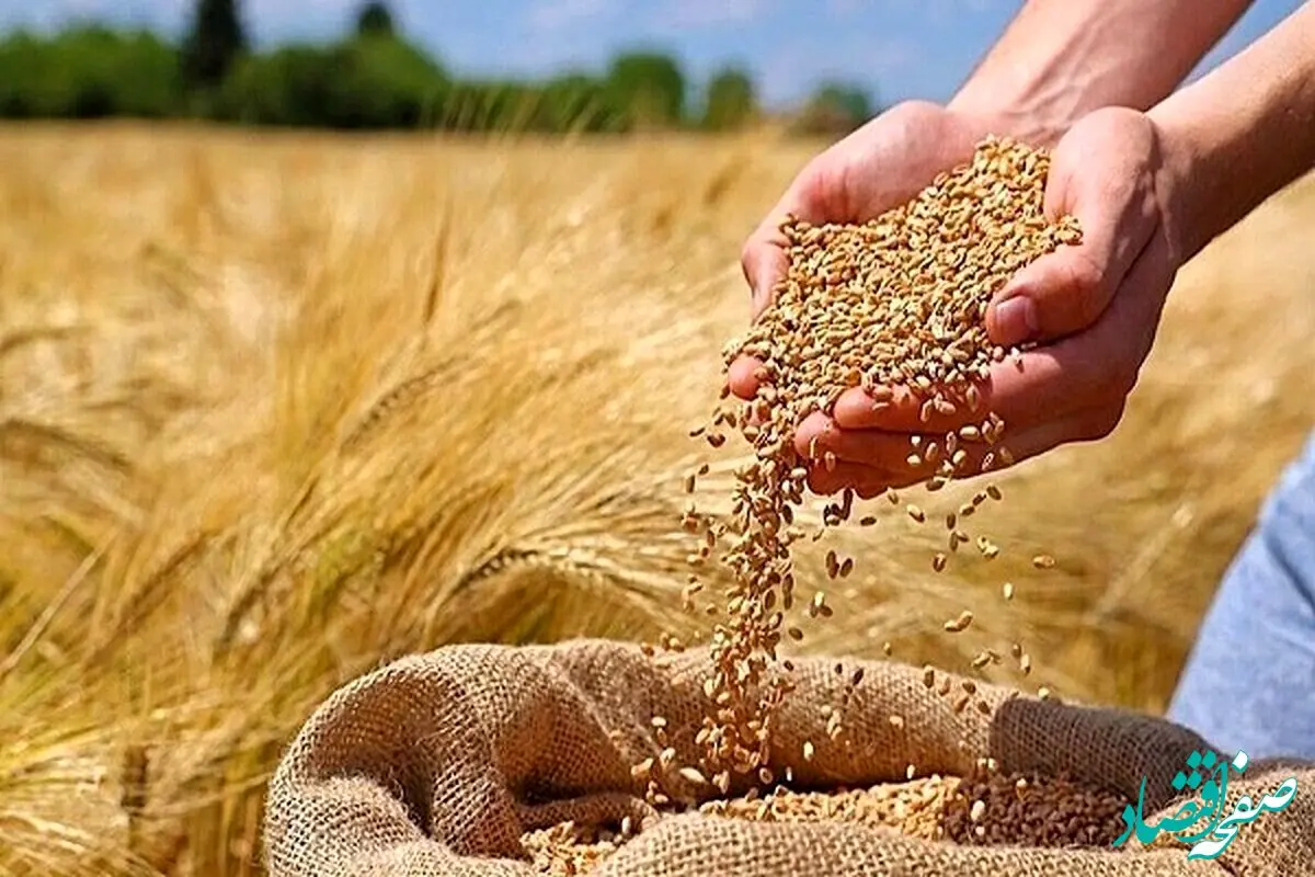 خبر فوری برای کشاورزان؛ گندم گران‌تر از جو خریداری می‌شود