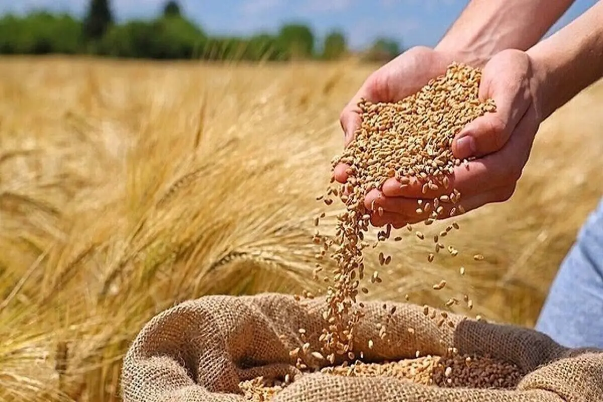 خبر فوری برای کشاورزان؛ گندم گران‌تر از جو خریداری می‌شود