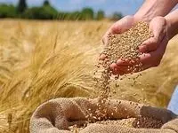خبر فوری برای کشاورزان؛ گندم گران‌تر از جو خریداری می‌شود