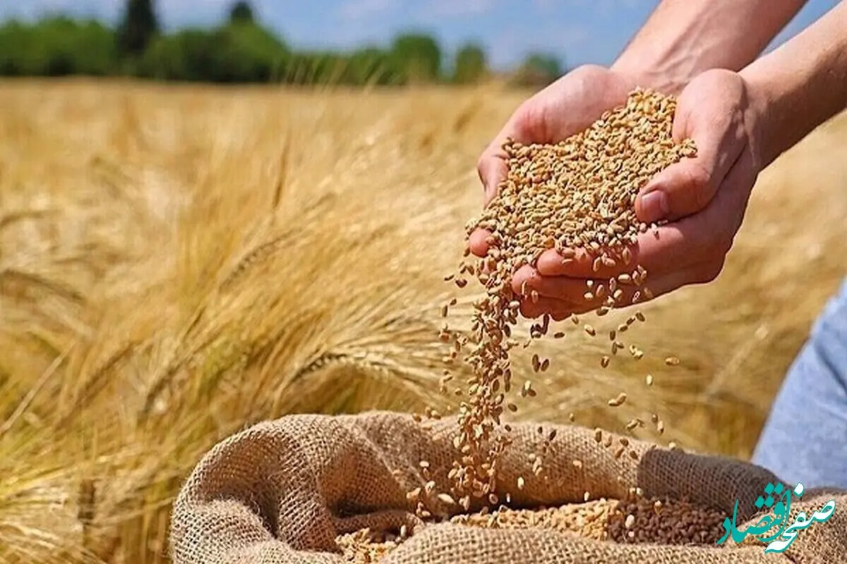خبر فوری برای کشاورزان؛ گندم گران‌تر از جو خریداری می‌شود