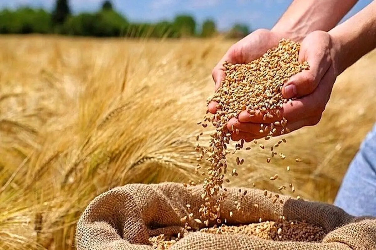 خبر فوری برای کشاورزان؛ گندم گران‌تر از جو خریداری می‌شود