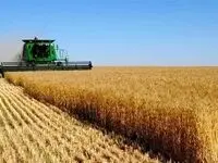واریز 303 هزار میلیارد ریال از وجوه خرید تضمینی گندم توسط بانک کشاورزی