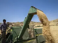 آخرین خبر از پرداخت مطالبات گندمکاران امروز یکشنبه ۱۹ مرداد ماه ۱۴۰۴ | چه خبر از خرید تضمینی گندم؟ 