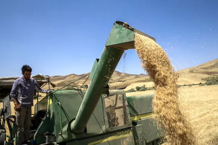 آخرین خبر از پرداخت مطالبات گندمکاران امروز یکشنبه ۱۹ مرداد ماه ۱۴۰۴ | چه خبر از خرید تضمینی گندم؟ 