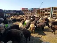 قیمت دام زنده امروز جمعه ۲ آذر ۱۴۰۳ | بازی قیمتی در بازار دام