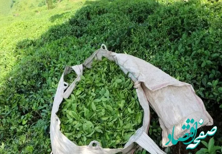 پیش‌بینی جهش تولید برگ سبز چای به ۱۳۰ هزار تن؛ آغاز خرید روزانه ۱۵۰ تن از چایکاران شمال