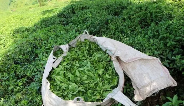پیش‌بینی جهش تولید برگ سبز چای به ۱۳۰ هزار تن؛ آغاز خرید روزانه ۱۵۰ تن از چایکاران شمال