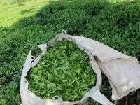 پیش‌بینی جهش تولید برگ سبز چای به ۱۳۰ هزار تن؛ آغاز خرید روزانه ۱۵۰ تن از چایکاران شمال
