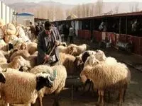 قیمت دام زنده امروز پنجشنبه ۲۴ آبان ۱۴۰۳ | فشار جدید بر بازار دام