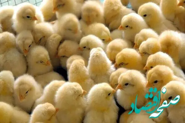 تولید جوجه یک روزه در ایستگاه بوقلمون تاتار در آذربایجان شرقی آغاز شد