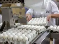 قیمت جدید هر شانه تخم مرغ اعلام شد