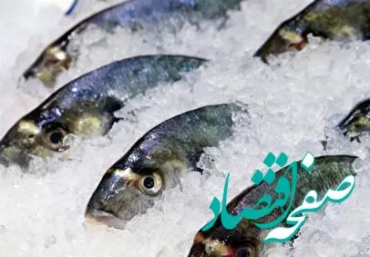 قیمت ماهی قزل آلا | قیمت فیله ماهی | قیمت میگو | قیمت انواع ماهی ۱۹ خرداد ۱۴۰۴ + جدول