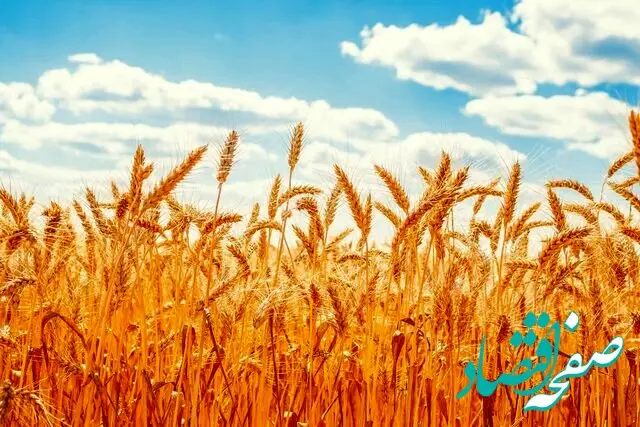 نرخ خرید تضمینی گندم کشاورزان را نگران کرده است؛ قیمت‌ تعیین شده کافی نیست