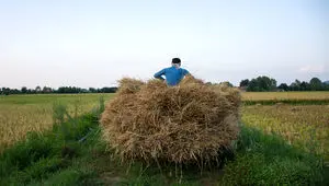 کشت برنج از طریق چاه‌های کشاورزی در این استان ممنوع شد