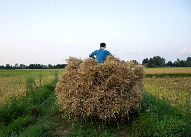 کشت برنج از طریق چاه‌های کشاورزی در این استان ممنوع شد