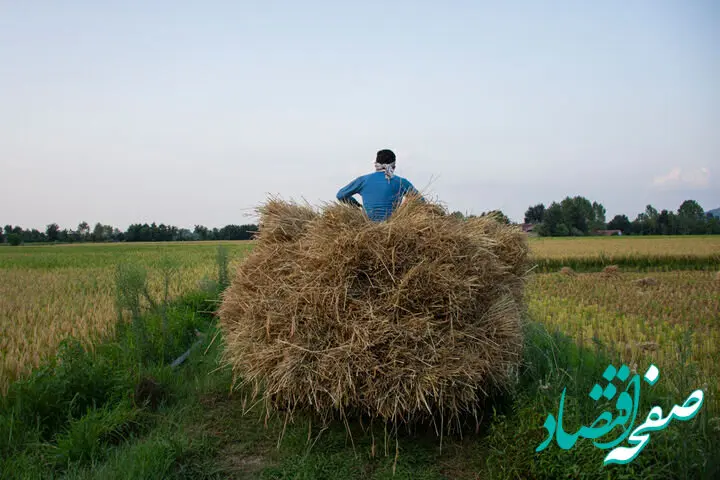 کشت برنج از طریق چاه‌های کشاورزی در این استان ممنوع شد