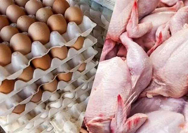 مصرف مرغ ۲۰ درصد کم شد | علت چیست؟ 