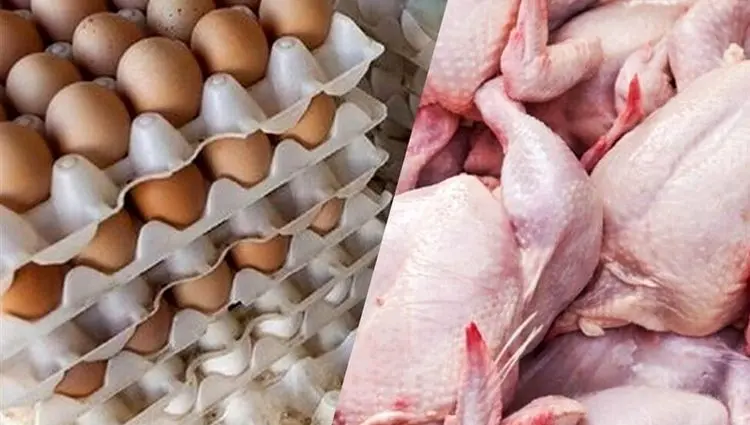 مصرف مرغ ۲۰ درصد کم شد | علت چیست؟ 