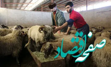 قیمت دام زنده حسابی ترکوند! / قیمت دام زنده گران شد 