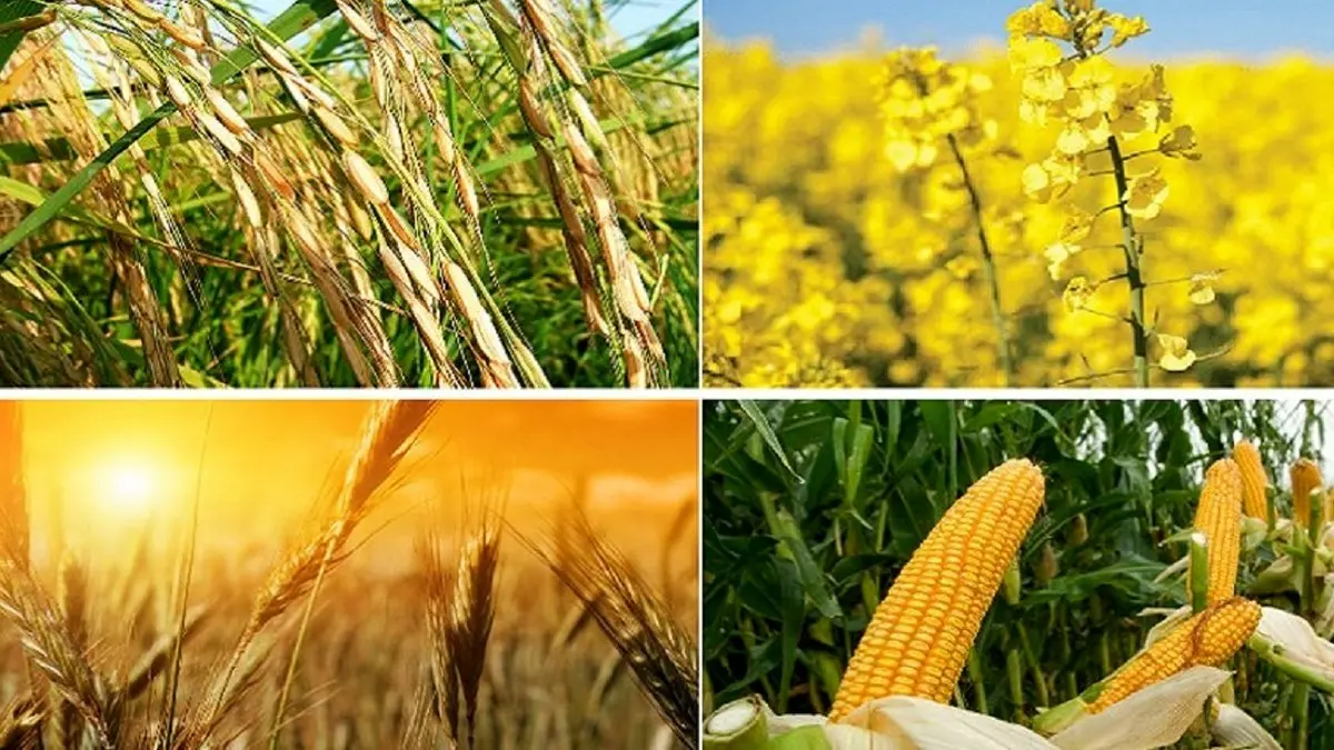 قیمت خرید تضمینی محصولات کشاورزی چه زمانی اعلام می شود ؟ 