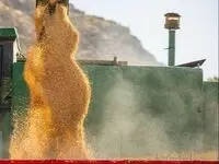 آخرین خبر از پرداخت مطالبات گندم کاران خراسان جنوبی + جزئیات جدید