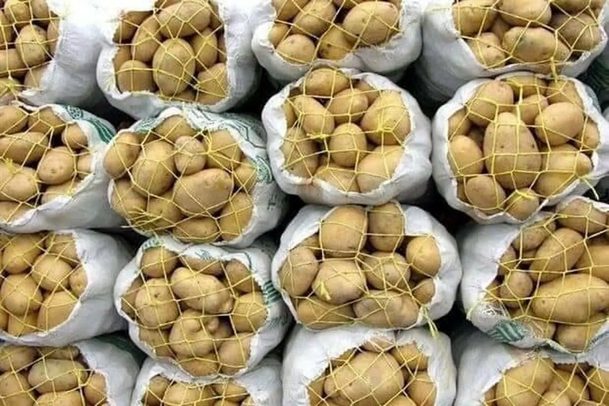 جزئیات دستور جدید برای تنظیم بازار سیب زمینی