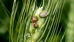 هشدار کشاورزی: آفت سن گندم آماده تاخت و تاز است