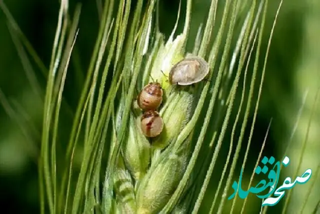 هشدار کشاورزی: آفت سن گندم آماده تاخت و تاز است