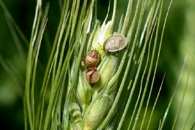 هشدار کشاورزی: آفت سن گندم آماده تاخت و تاز است