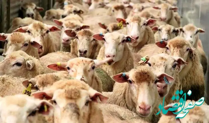 تغییرات جدید قیمت دام‌ زنده امروز یکشنبه ۶ آبان ۱۴۰۳