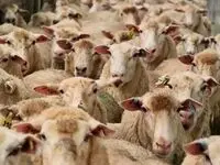 تغییرات جدید قیمت دام‌ زنده امروز یکشنبه ۶ آبان ۱۴۰۳