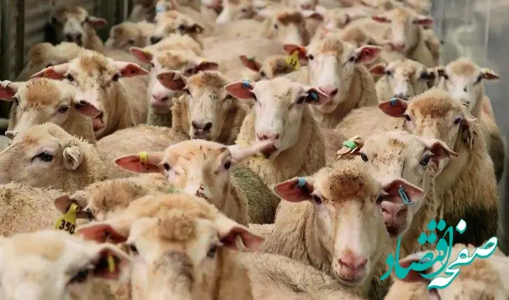 تغییرات جدید قیمت دام‌ زنده امروز یکشنبه ۶ آبان ۱۴۰۳