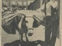 داد زدن صاحبان مشاغل سیار ممنوع 