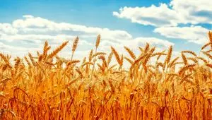آخرین اخبار گندم امروز | کاهش تولید گندم در لرستان به ۳۰۰ هزار تن