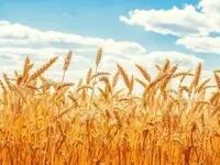 آخرین اخبار گندم امروز | کاهش تولید گندم در لرستان به ۳۰۰ هزار تن