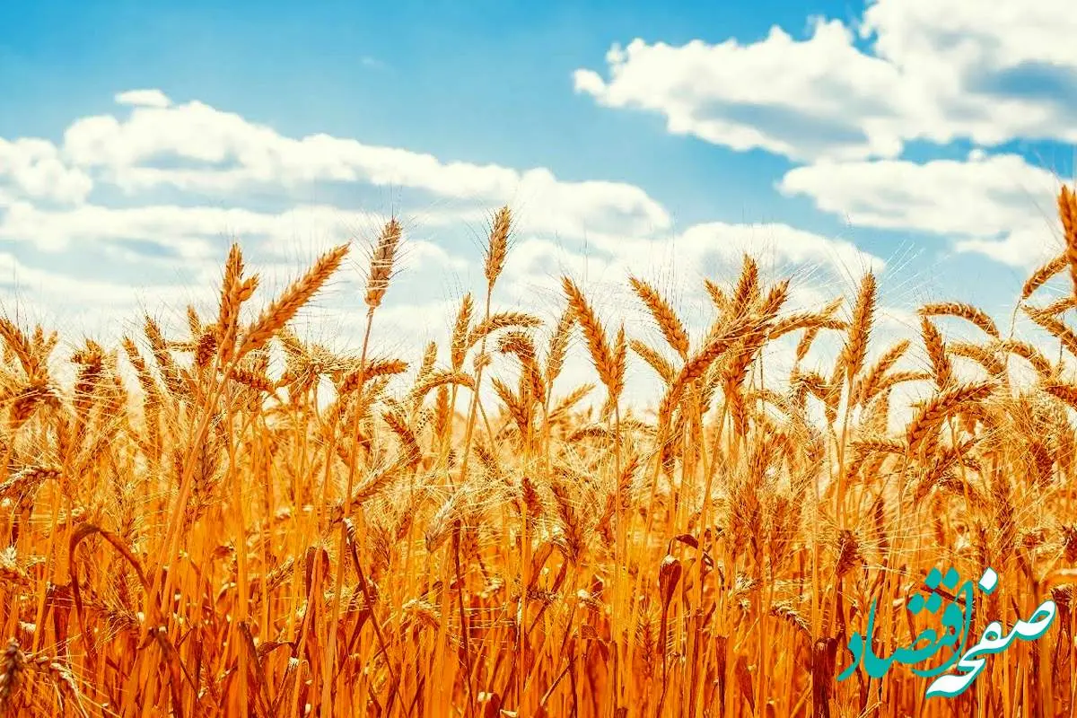 آخرین اخبار گندم امروز | کاهش تولید گندم در لرستان به ۳۰۰ هزار تن