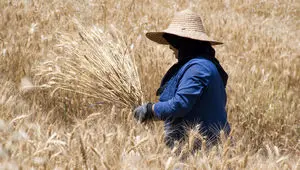 افشای معادله پنهان گندم؛ قیمت ۵۲ هزار تومانی چگونه طلسم امنیت غذایی ایران را می‌شکند یا اقتصاد را به آتش می‌کشد؟