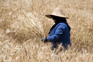 آخرین اخبار تعیین قیمت تضمینی گندم امروز یکشنبه ۳ اسفند ۱۴۰۴ | قیمت گندم ۵۲ هزار تومان شد؟ 