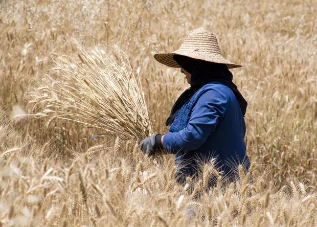 آخرین خبر از آغاز خرید تضمینی گندم ۱۴۰۵ با پرداخت علی الحساب به گفته رئیس بنیاد ملی گندمکاران + ویدئو