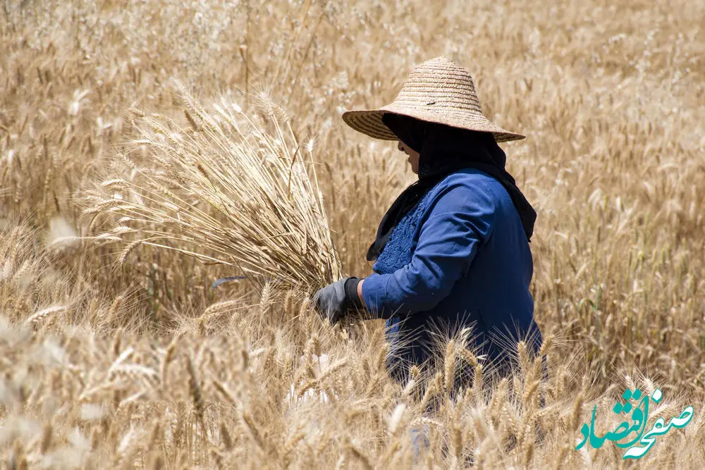 آخرین خبر درباره گندمکاران امروز دوشنبه ۱۷ آذر ماه ۱۴۰۴ | تهدید تولید گندم با کم شدن بارش‌ها