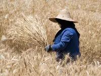 افشای معادله پنهان گندم؛ قیمت ۵۲ هزار تومانی چگونه طلسم امنیت غذایی ایران را می‌شکند یا اقتصاد را به آتش می‌کشد؟