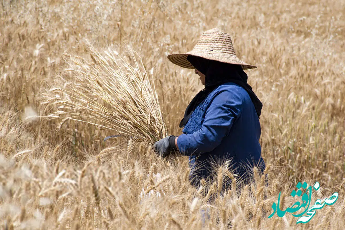 آخرین خبر از قیمت خرید تضمینی گندم | مهر ۱۴۰۴