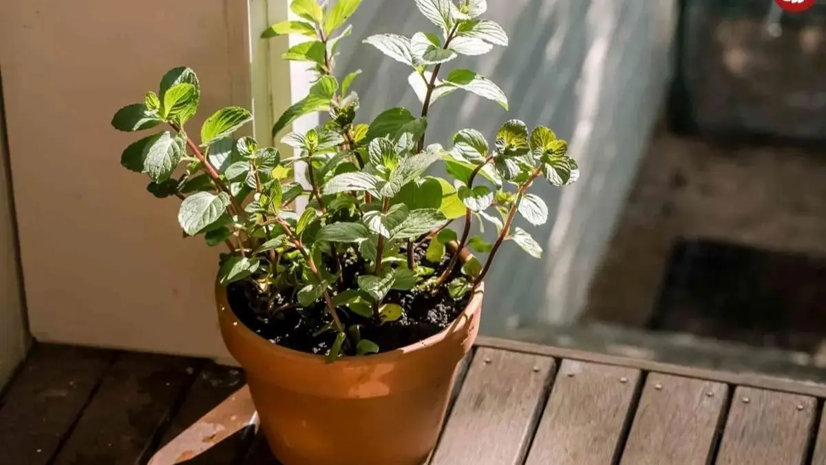 چگونه با چند گیاه خانگی از شر عنکبوت‌ها خلاص شویم؟