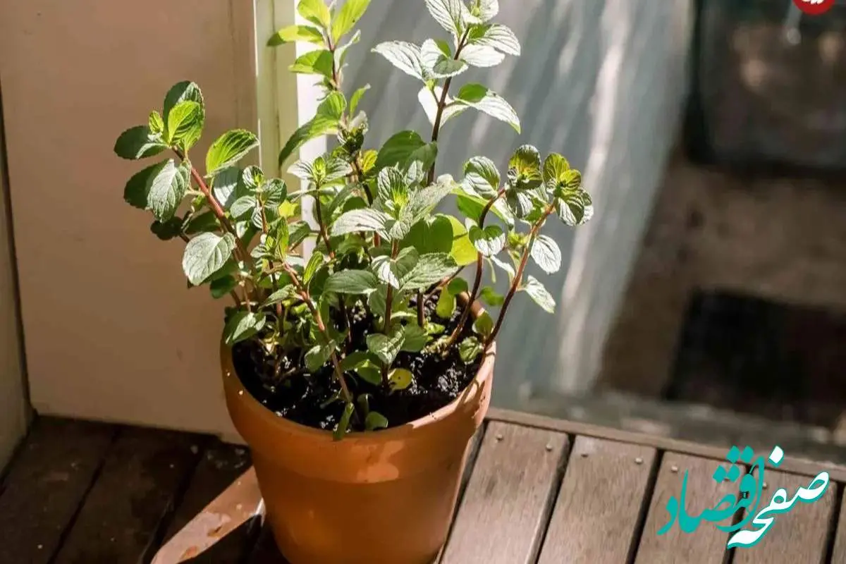 چگونه با چند گیاه خانگی از شر عنکبوت‌ها خلاص شویم؟