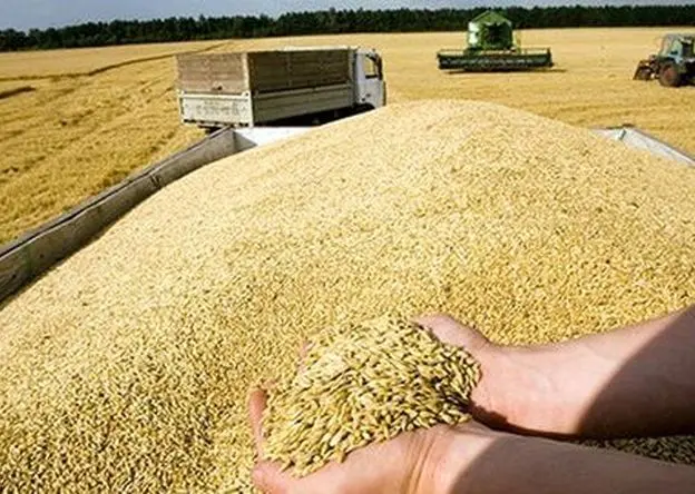 آخرین اخبار گندم امروز سه شنبه ۲۸ بهمن ۱۴۰۴ | پیش بینی تولید گندم در سال زراعی جاری