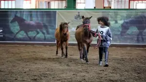 بیستمین جشنواره ملی زیبایی اسب کاسپین در منطقه آزاد انزلی برگزار شد