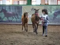 بیستمین جشنواره ملی زیبایی اسب کاسپین در منطقه آزاد انزلی برگزار شد