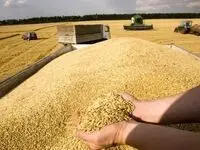 واریزی برای کشاورزان کردستانی در ازای خرید تضمینی گندم